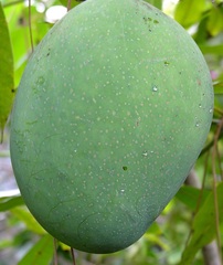 Mango 'Alampur Baneshan'