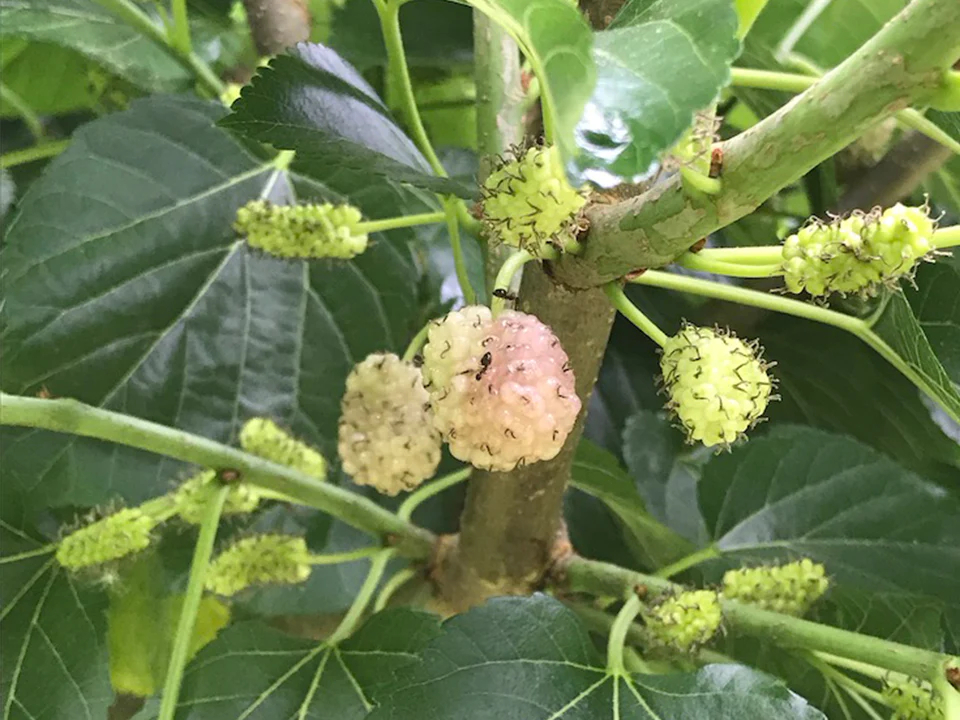 White Mulberry Kokuso