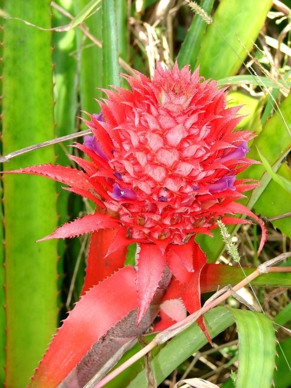 Ananas Bromeliad, Chaguar, False Pineapple, Red Pineapple