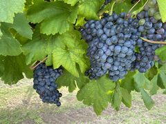 Grape 'Black Spanish'
