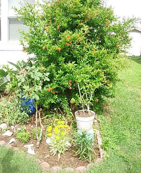Pomegranate Compactum