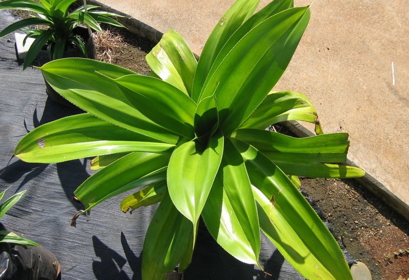 Screwpine, Pandanus