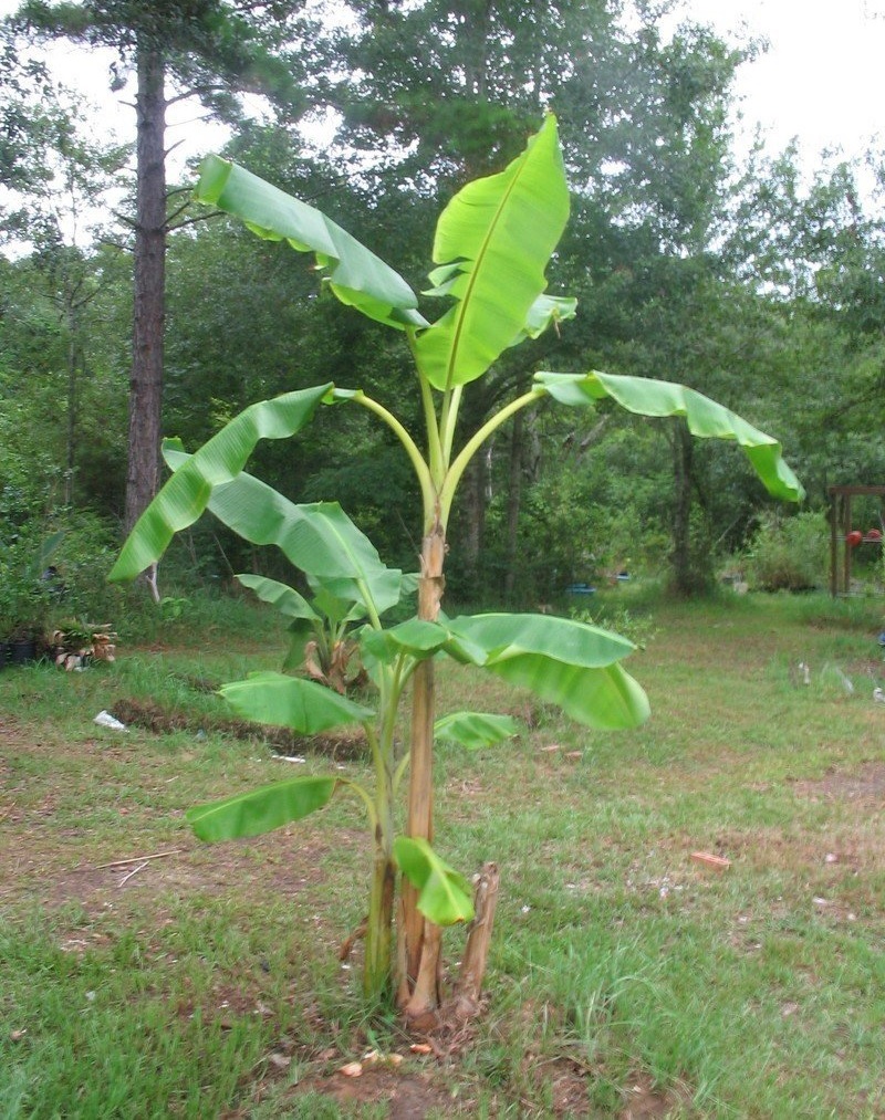 Musa, Banana Orinoco