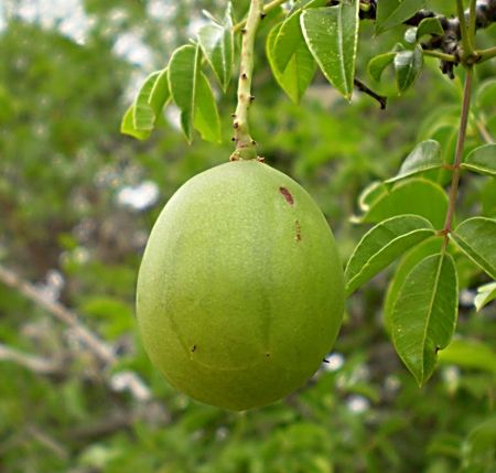Umbu, Imbu, Brazil Plum