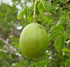 Umbu, Imbu, Brazil Plum