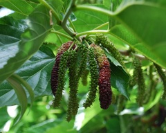 Himalayan Mulberry, Pakistan Mulberry, Shatoot