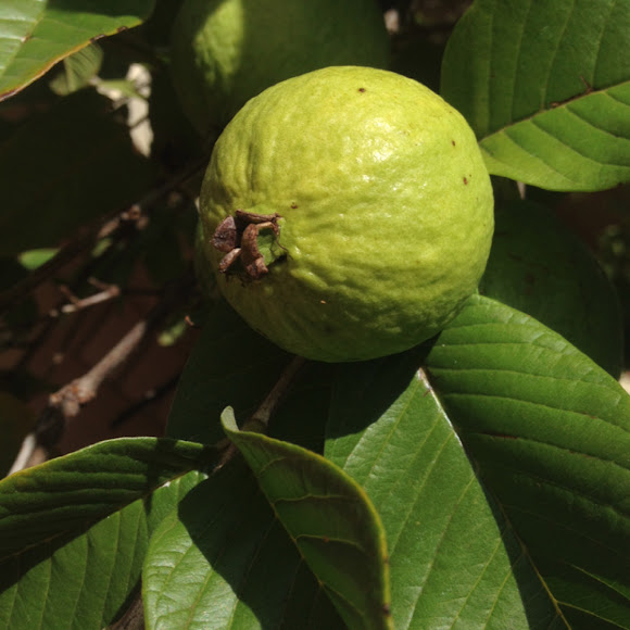 Psidium Species, Jamaican Guava