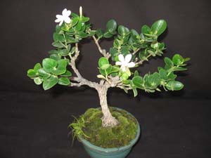Natal Plum Horizontalis