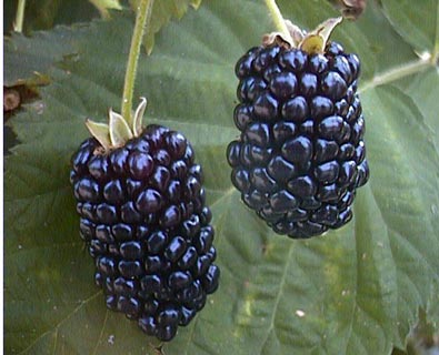 Blackberry Ebony King