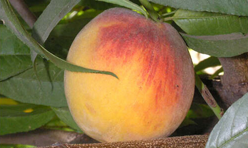 Peach Rubidoux