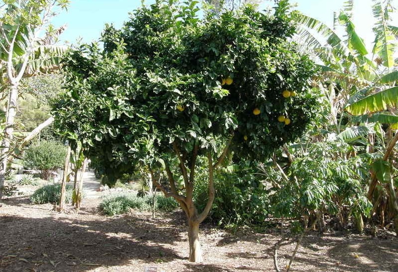 Citrus Hybrid, Orangelo Chironja