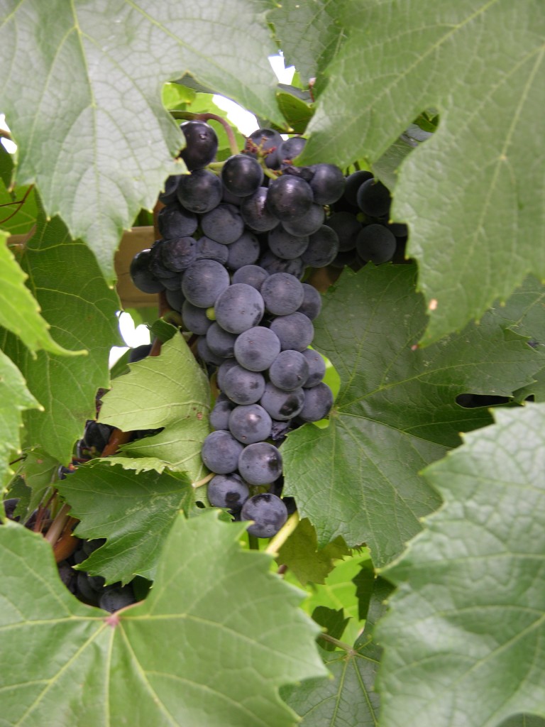 Grape St. Theresa