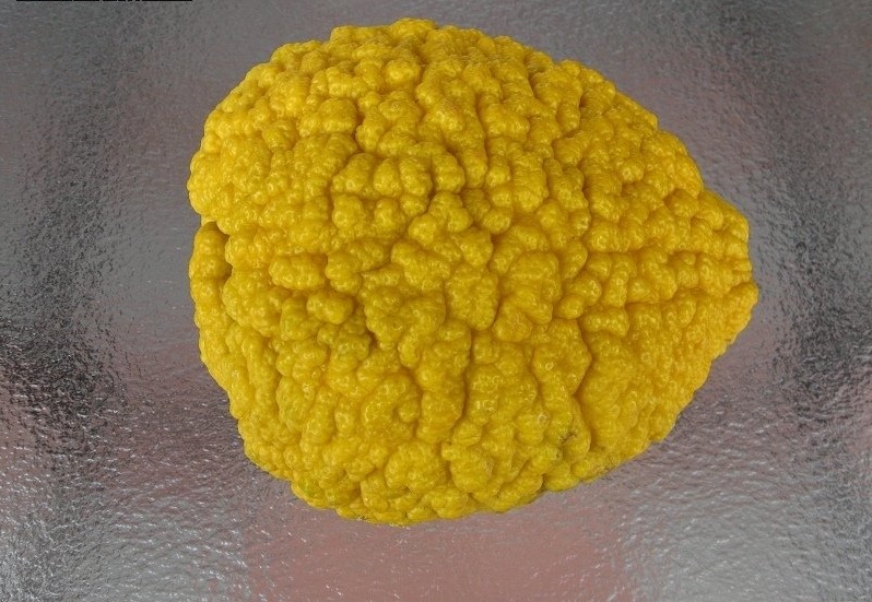 Citrus Species, Bush Lemon, Rough Lemon