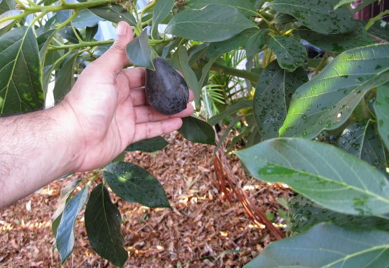 Avocado, Alligator Pear Mexicola