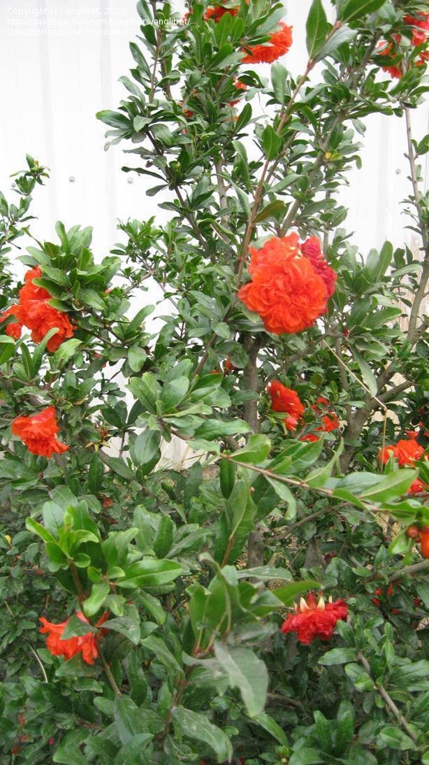 Pomegranate Flore Pleno