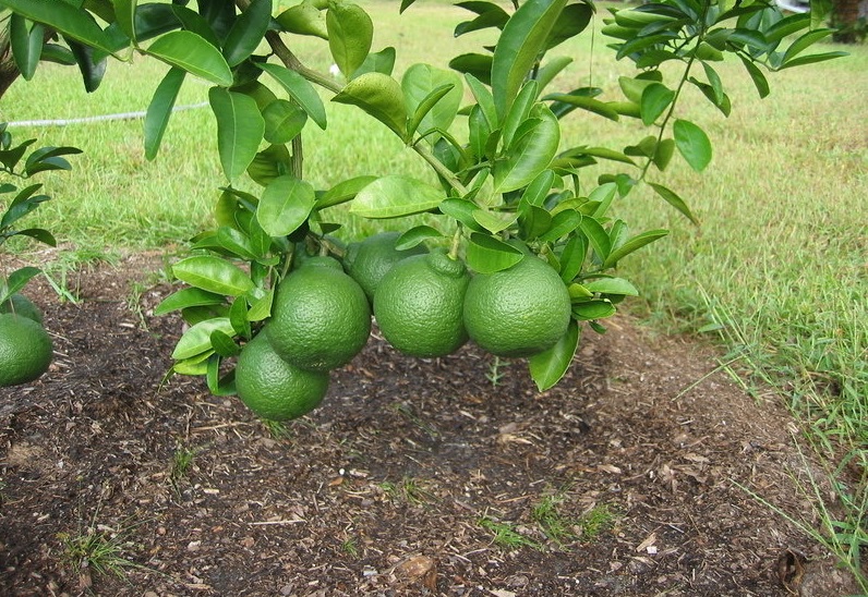 Sour Orange, Sanbokan Grapefruit