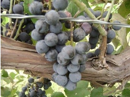 Fox Grape, Skunk Grape Champanel