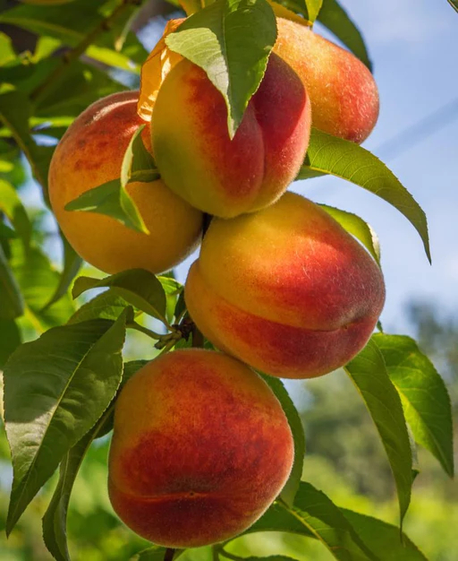 Peach Mary Jane