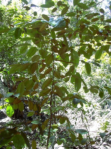 Chrysophyllum