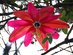 Passiflora, Passion Fruit, Passion Flower, Passion Vine 'Mission Dolores'