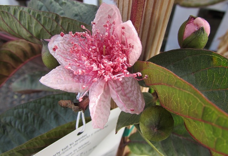 Psidium, Common Guava, Tropical Guava Red Malaysian