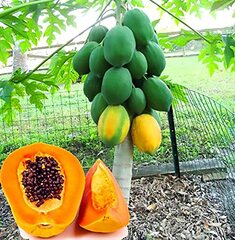 Papaya 'Pusa Dwarf'