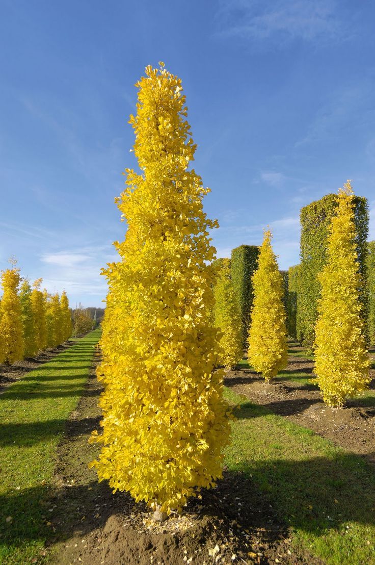 Ginkgo, Maidenhair Tree Goldspire