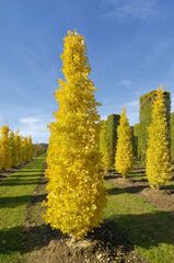 Ginkgo, Maidenhair Tree 'Goldspire'