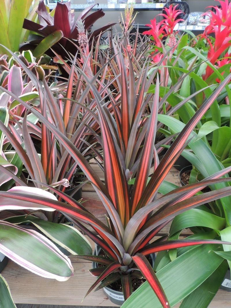 Ananas Bromeliad, Curagua, Wild Ananas Lava Burst