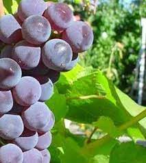 Vitis, River-Bank Grape Beta