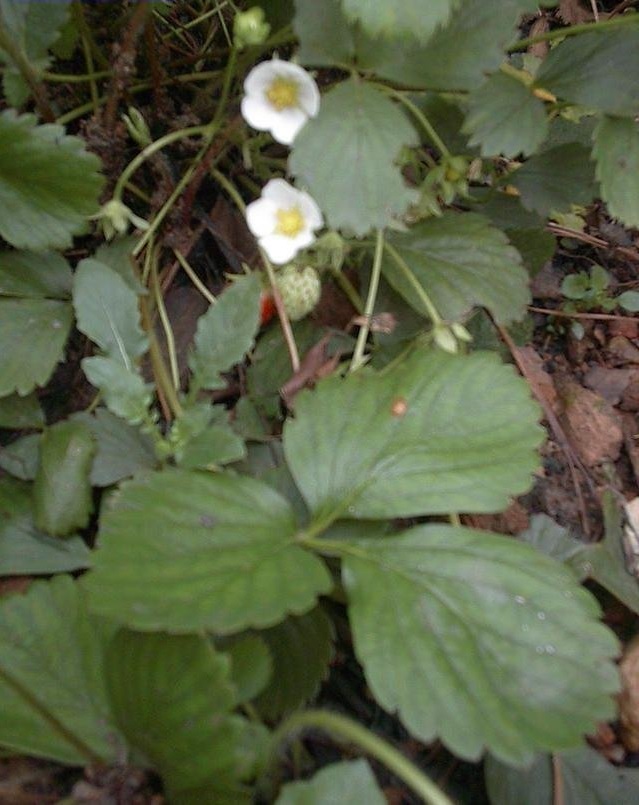 Fragaria Hybrid Species, Garden Strawberry, Strawberry