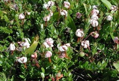 Vaccinium Species, American Cranberry, Bearberry, Large Cranberry