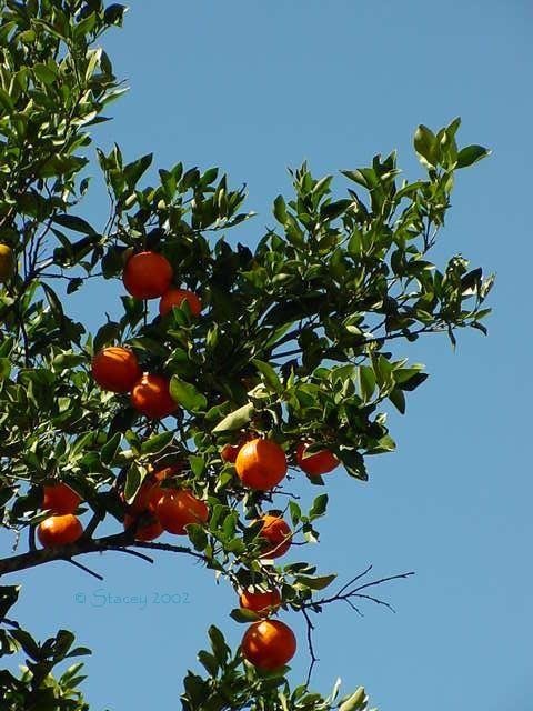 Citrus Species, Mandarin Orange, Satsuma, Tangerine