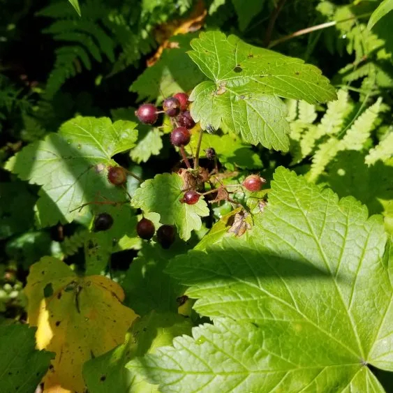 Trailing Black Currant
