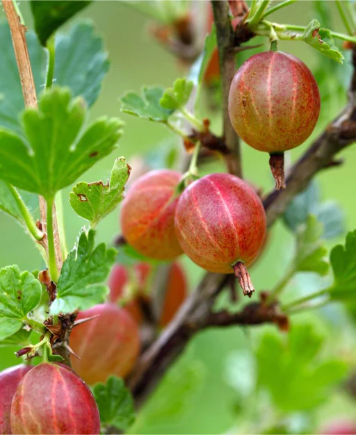 Ribes, Gooseberry Welcome