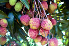 Lychee 'Hak Ip'