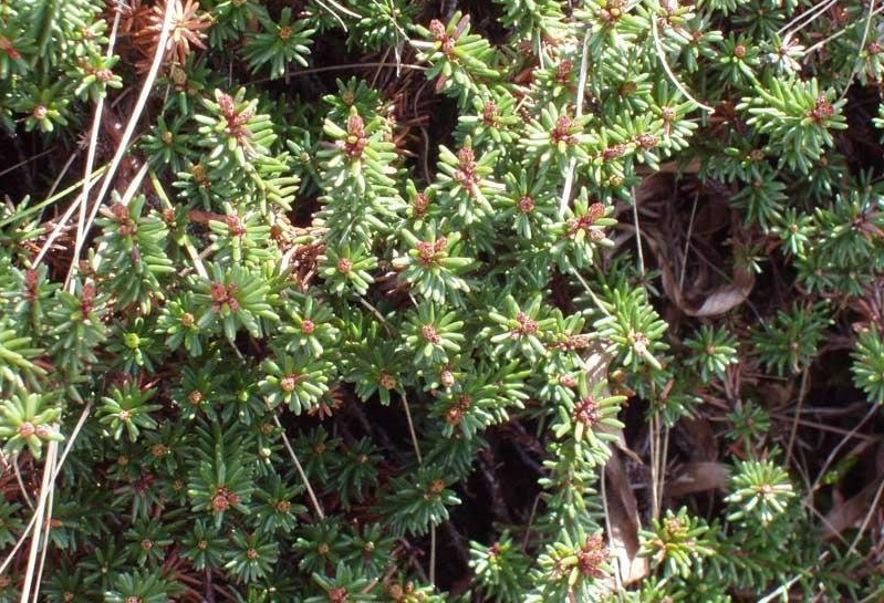 Crowberry, Black Crowberry, Curlewberry
