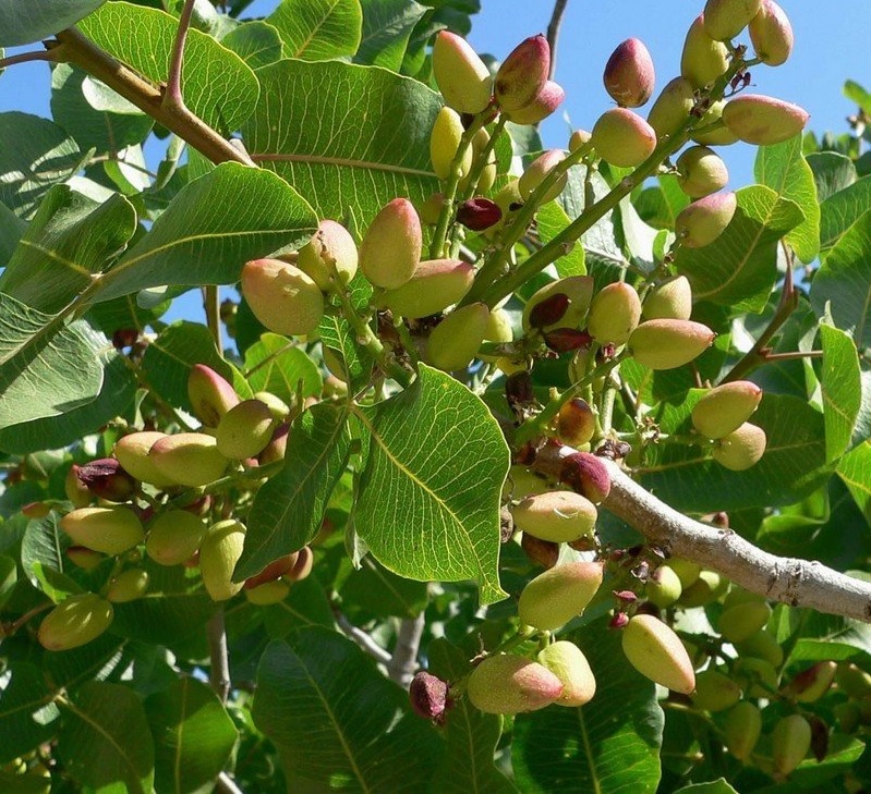 Pistachio