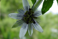 Passiflora, Passion Flower, Passion Vine 'Star of Clevedon'