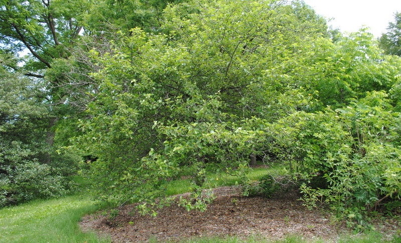 Sweet Crabapple, Garland Crab Apple