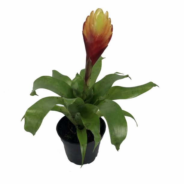 Vriesea Bromeliad Carly