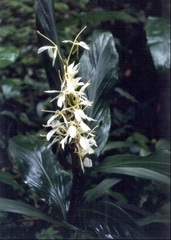 Hedychium Species, Butterfly Ginger, Epiphytic Hedychium, Ginger Lily