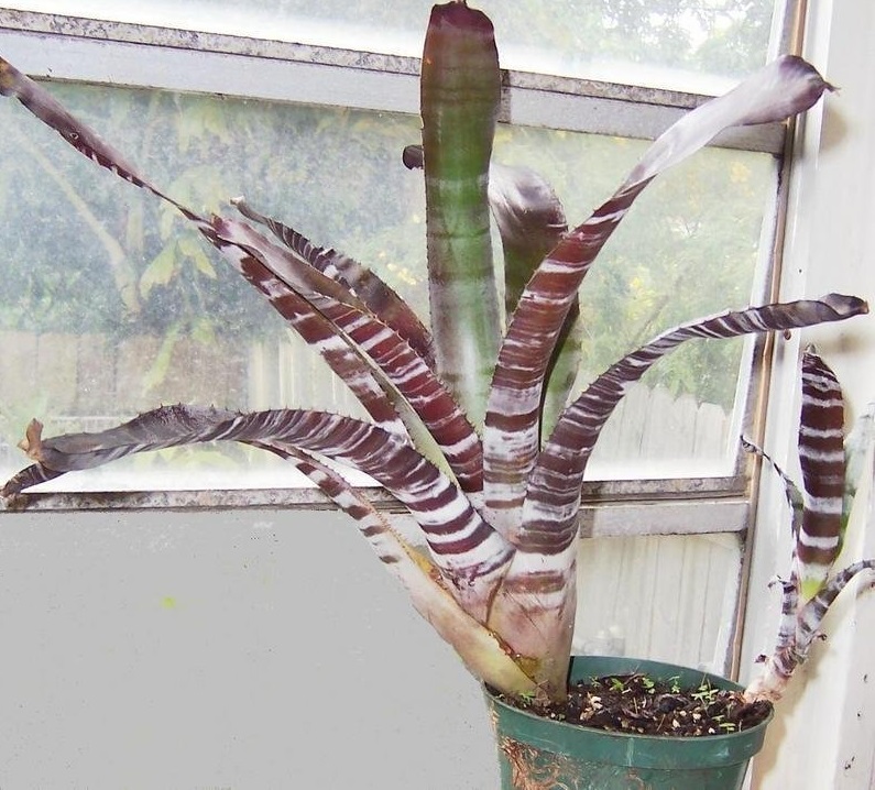 Aechmea Bromeliad, Amazonian Zebra Plant, Urn Plant Black Ebony