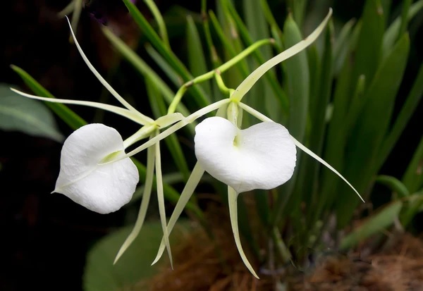 Species Orchid, Lady Of The Night, Brassavola