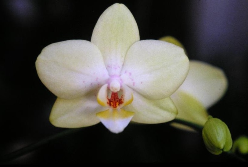 Orchid, Moth Orchid, Phalaenopsis Bamboo Baby