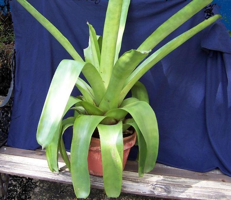 Aechmea Bromeliad(mulfordii), Urn Plant