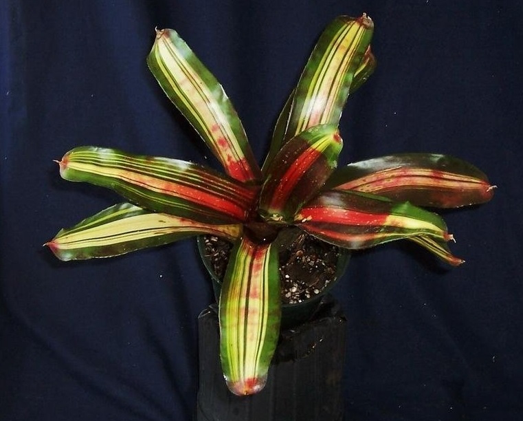 Neoregelia Bromeliad Kahala Dawn