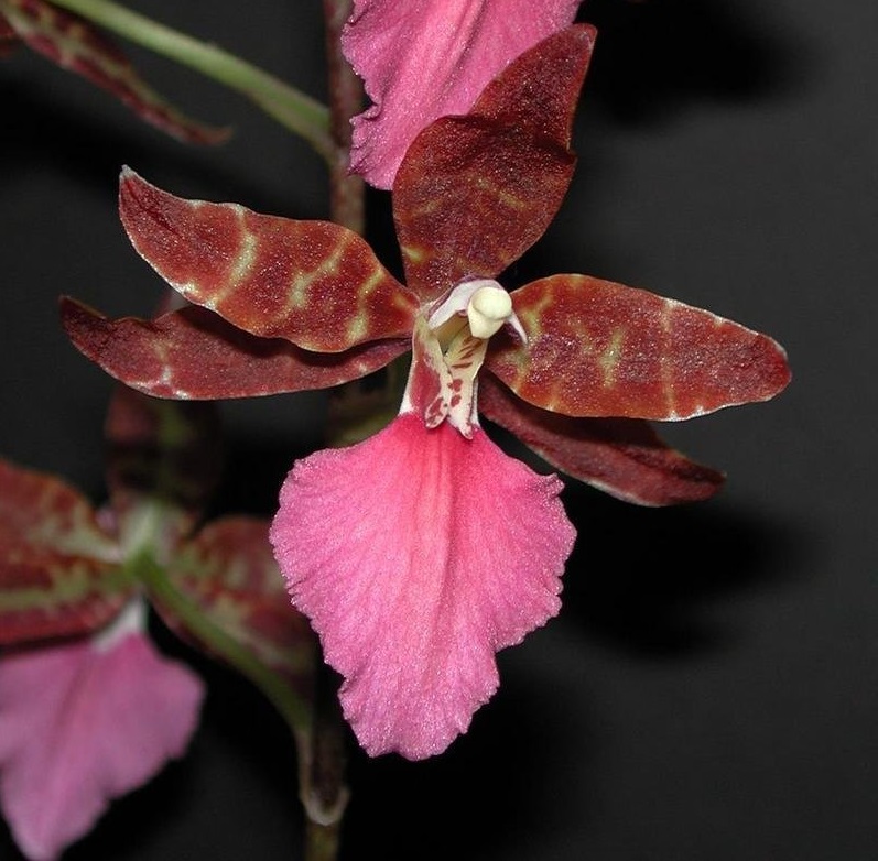 Orchid, Rhynchostele Violetta von Holm Bianca