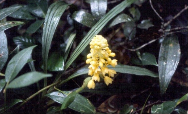 Species Orchid, Beautiful Calanthe