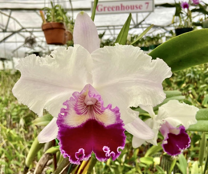 Species Orchid, Grand Cattleya